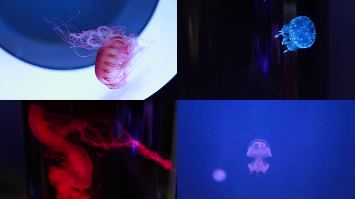 五颜六色水母