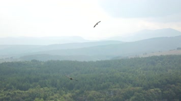 老鹰飞翔,翱翔雄鹰 老鹰飞翔,翱翔雄鹰