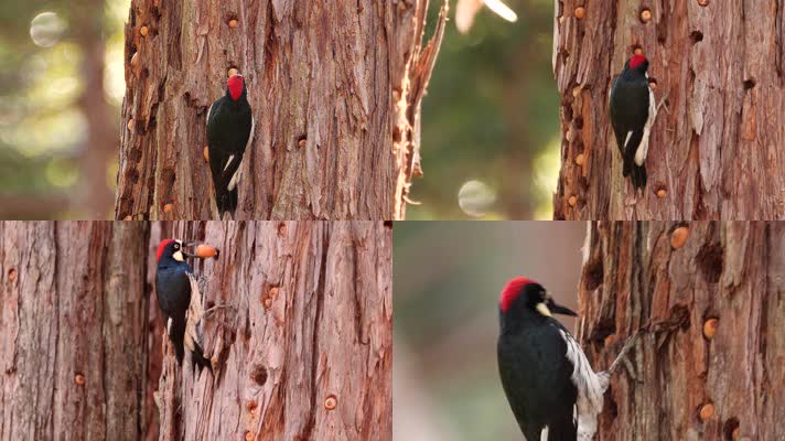 啄木鸟，大自然森林