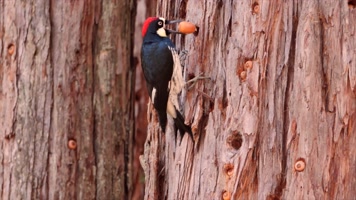 啄木鸟，大自然森林