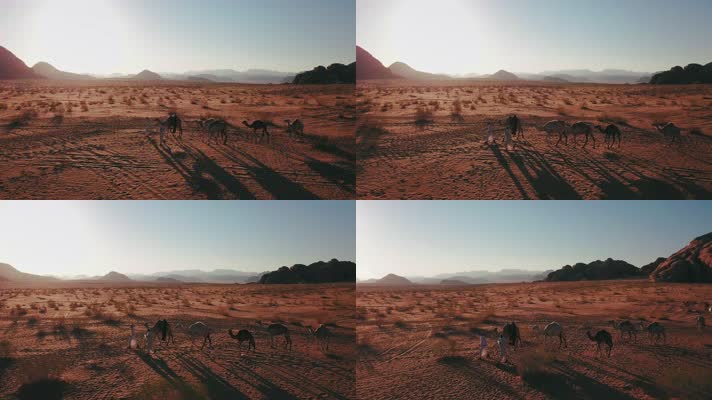 沙漠骆驼，阿拉伯，伊斯兰国家伊斯兰教