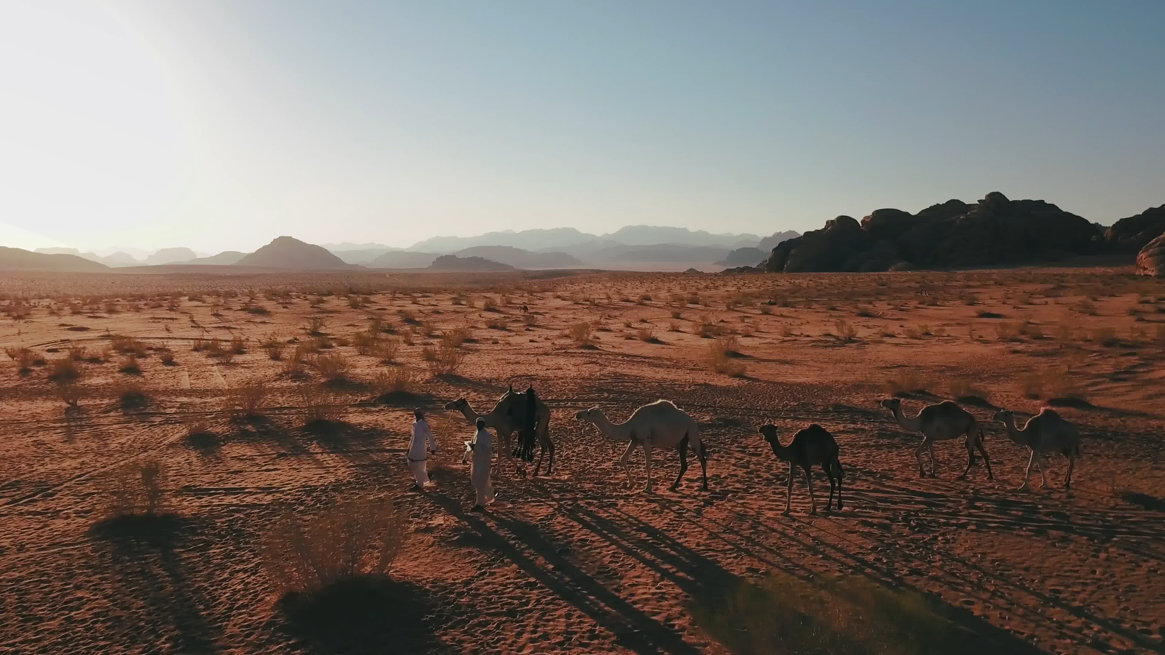 沙漠骆驼，阿拉伯，伊斯兰国家伊斯兰教