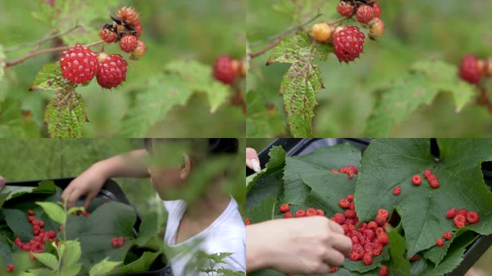 采摘野生树莓