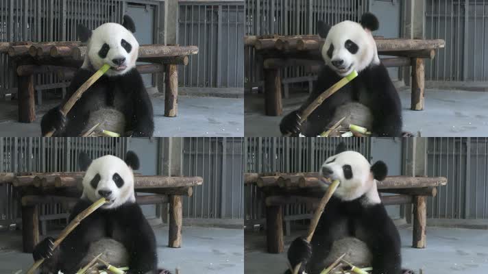 熊猫吃竹笋