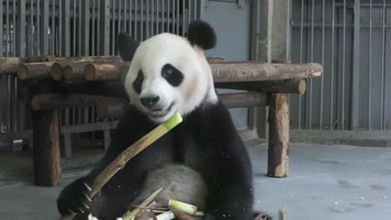 熊猫吃竹笋