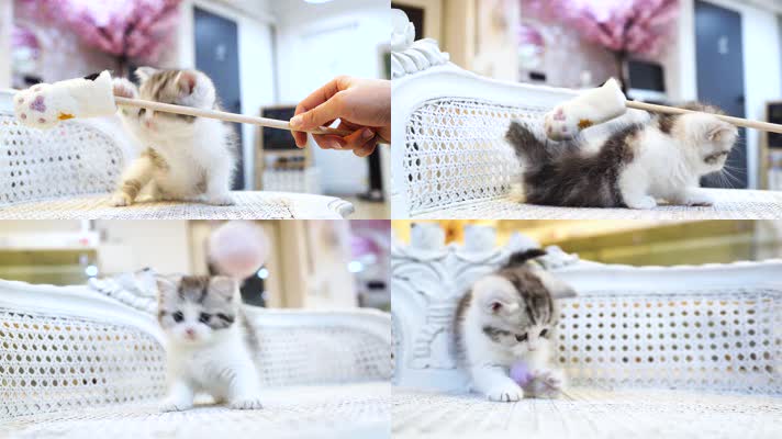 可爱小猫玩耍，英国短毛猫