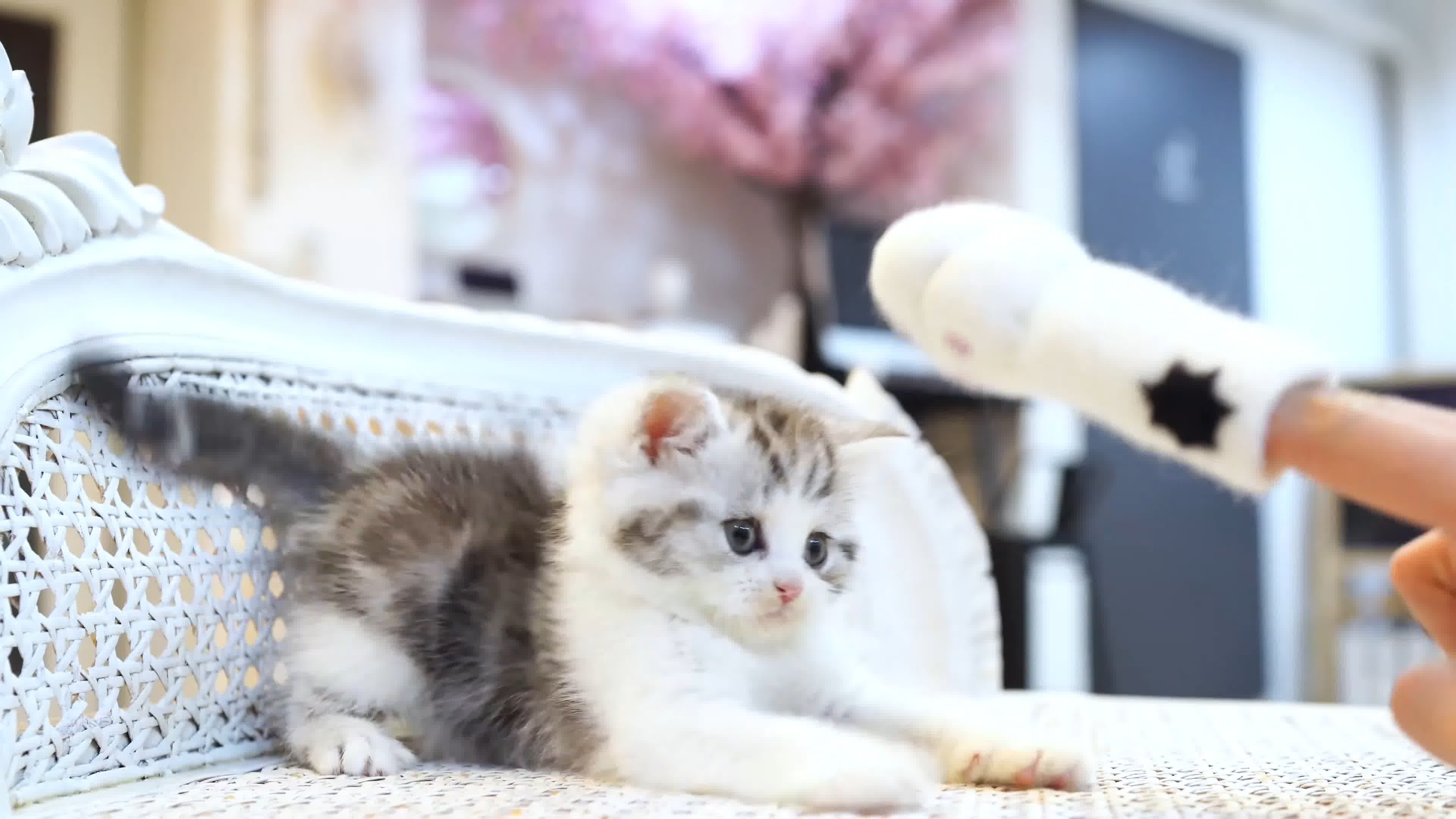 可爱小猫玩耍，英国短毛猫