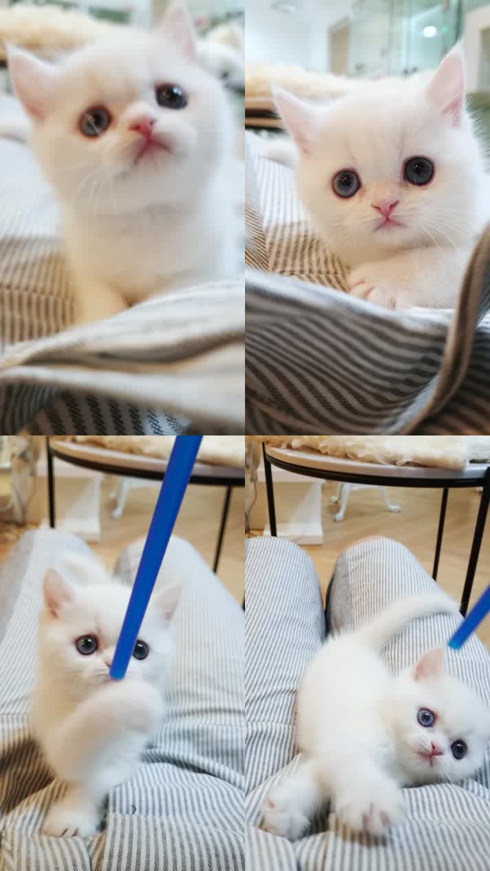 小猫竖屏，动物竖屏手机视频手机竖屏