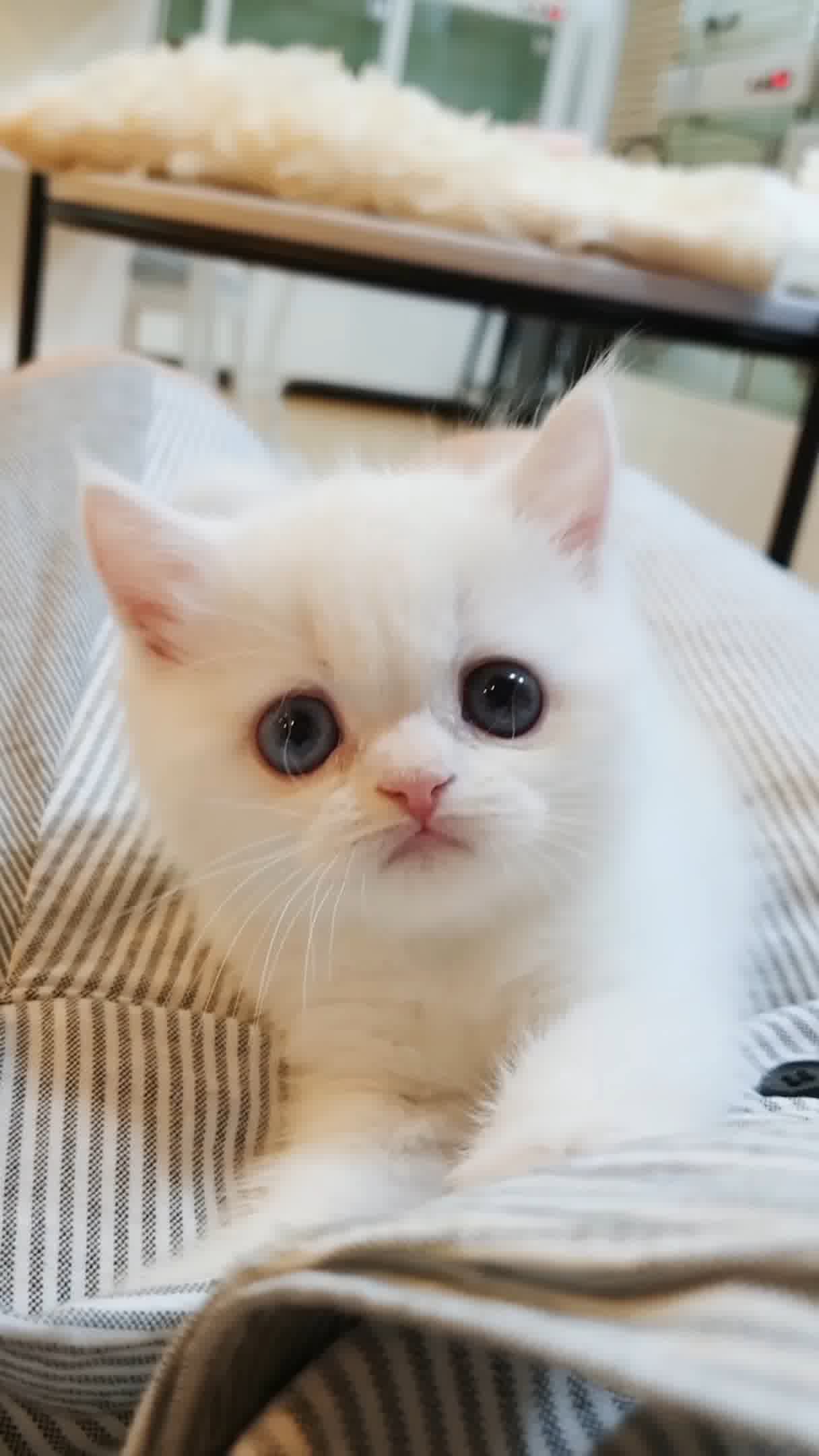 小猫竖屏，动物竖屏手机视频手机竖屏