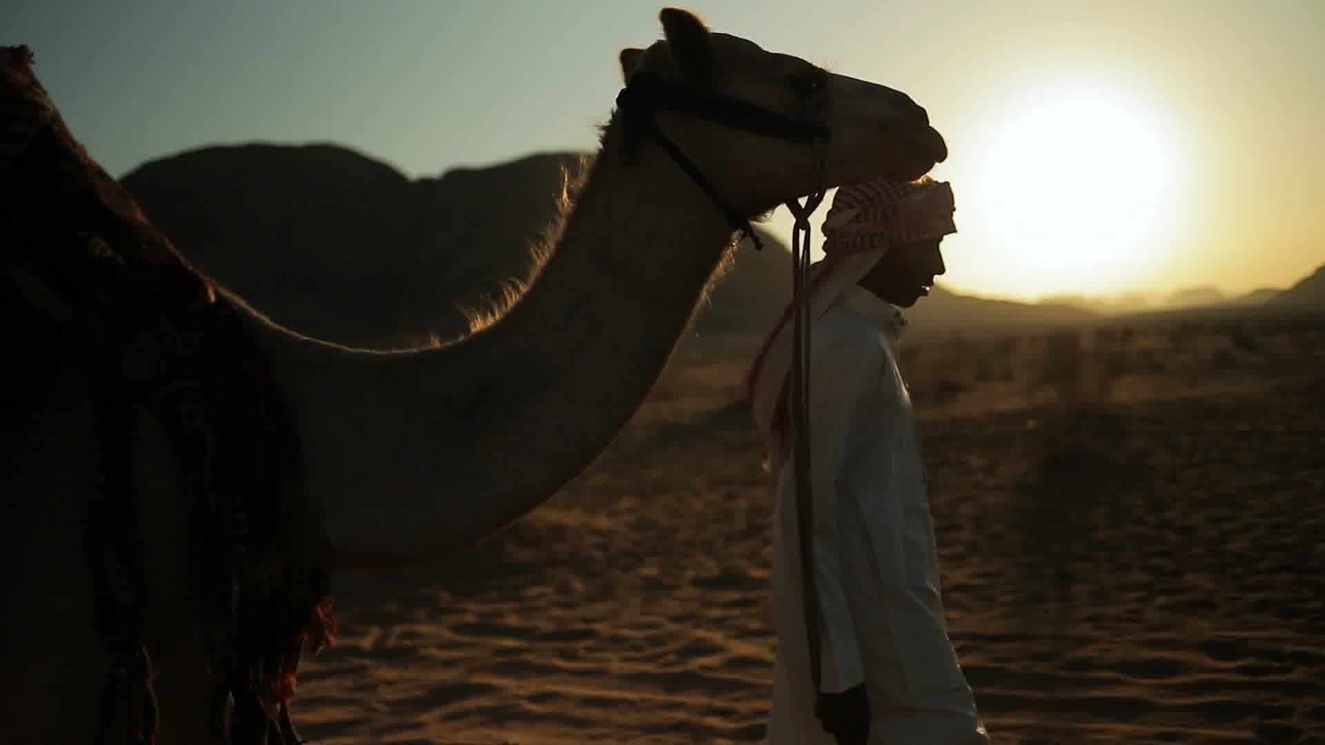 沙漠骆驼，阿拉伯，伊斯兰国家伊斯兰教