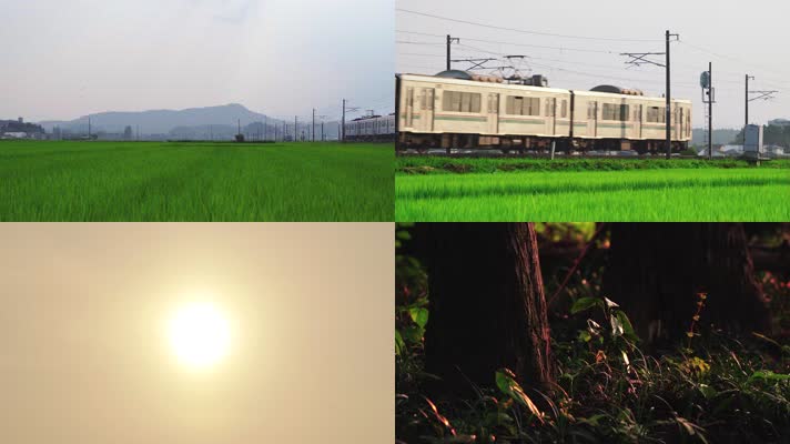 乡村田间，绿色稻田小火车