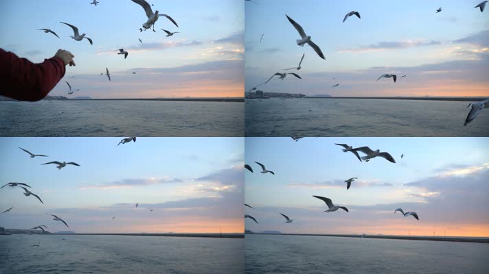 海上海鸥飞翔，慢镜头夕阳美景
