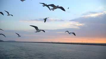 海上海鸥飞翔，慢镜头夕阳美景