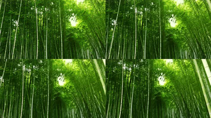 竹海，原生态竹林