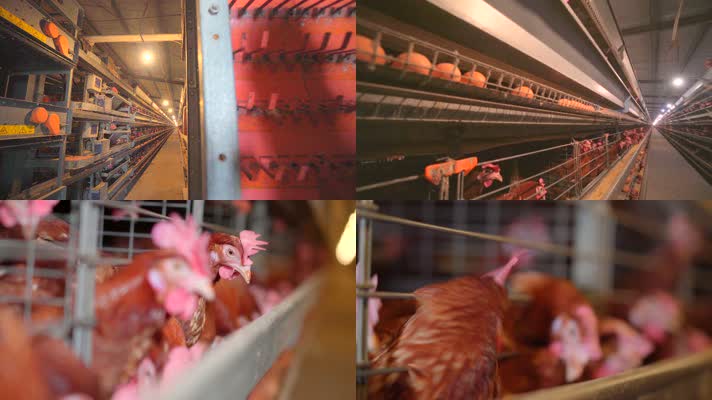 养鸡场、鸡蛋、蛋鸡4k