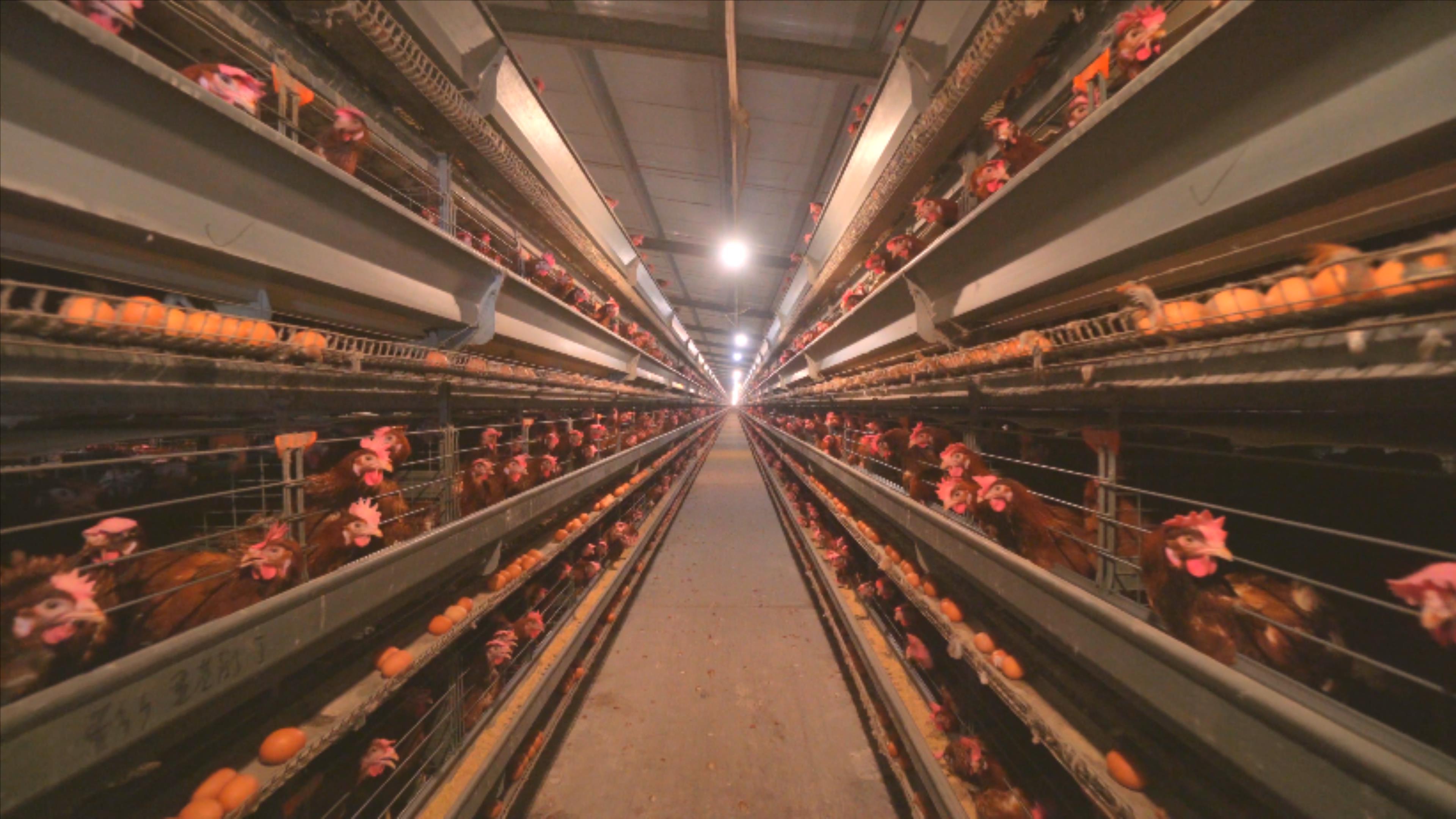 养鸡场、鸡蛋、蛋鸡4k 养鸡场、鸡蛋、蛋鸡4k