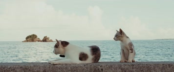 可爱小猫，海边小猫休闲生活