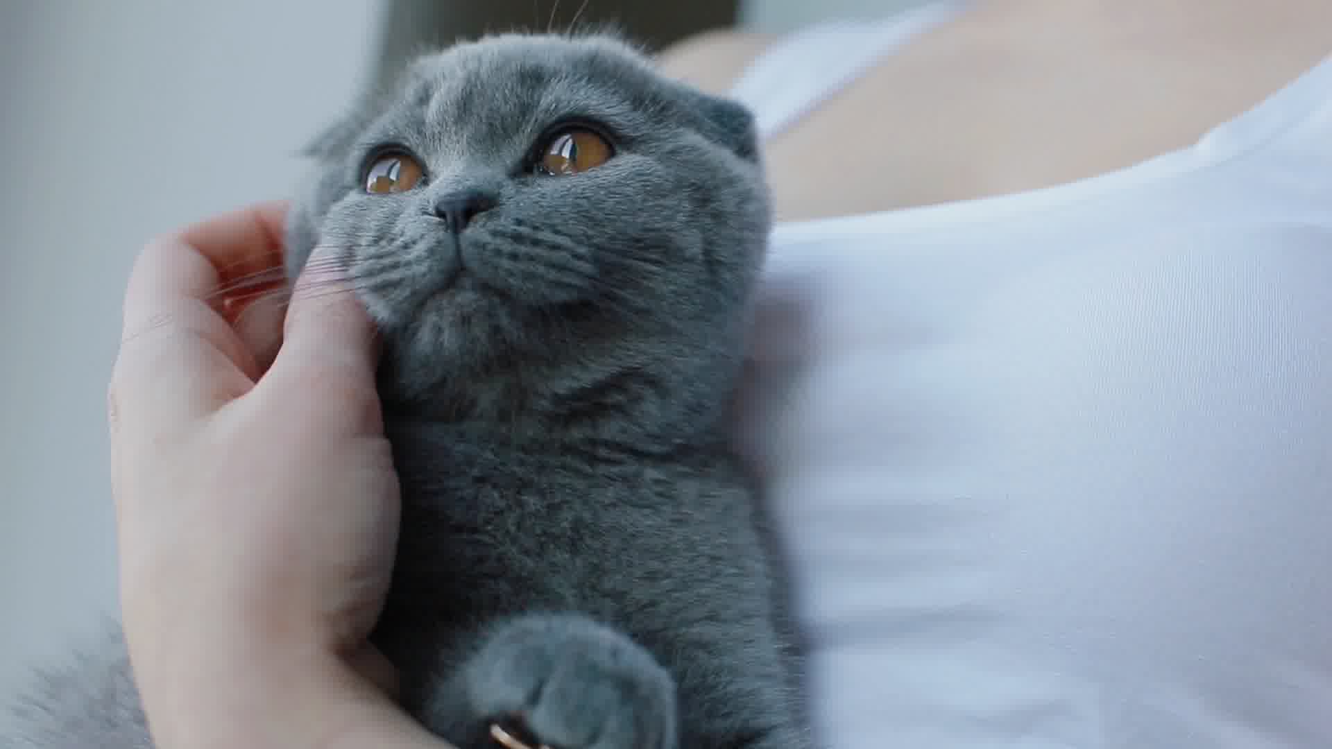 可爱小猫，美女抱小猫