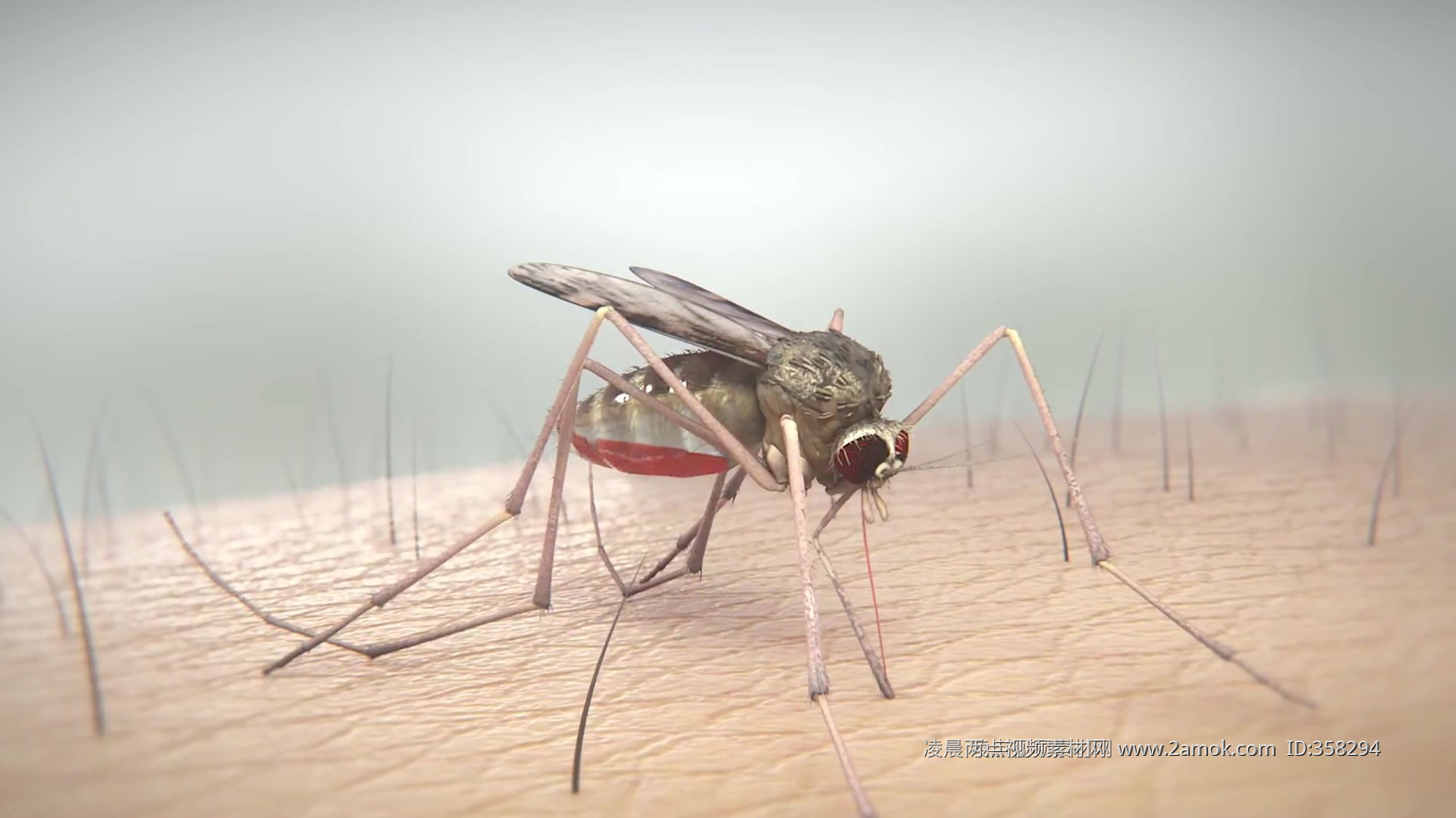 人类皮肤上吸血的蚊子图片下载 - 觅知网