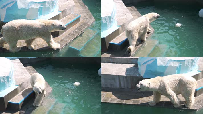 动物园北极熊