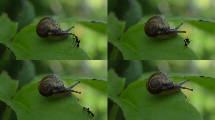 微观世界的蜗牛蚂蚁