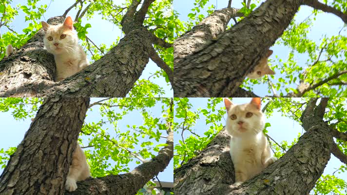 树上小猫