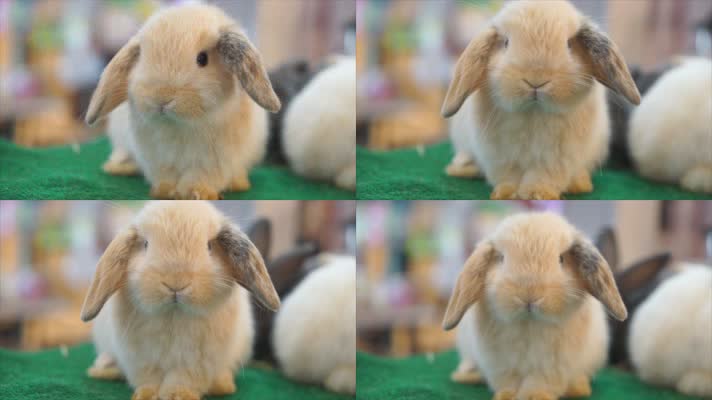 可爱垂耳兔，宠物兔