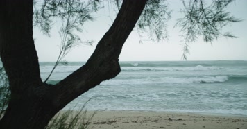 海边大树空镜头，海边风浪