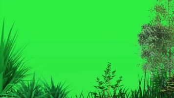 绿幕视频素材树林