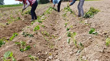 红薯种植视频