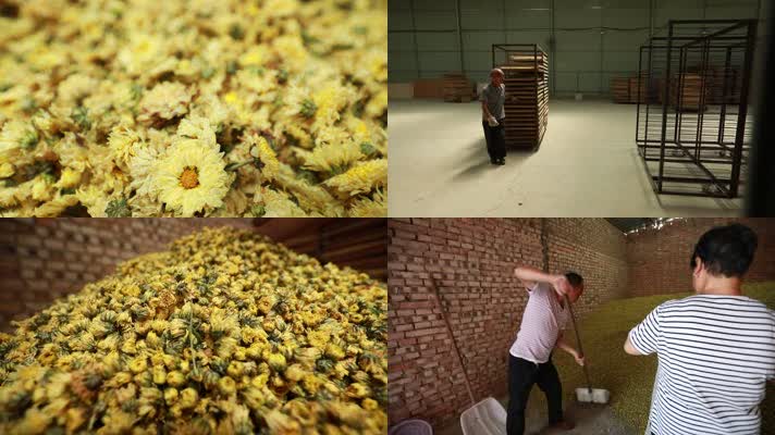 民农丰收菊花茶 菊花茶 制作工艺 民农丰收菊花茶 菊花茶 制作工艺