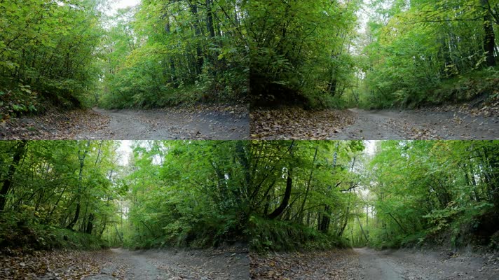 4k森林小道，对称镜头缓慢向前