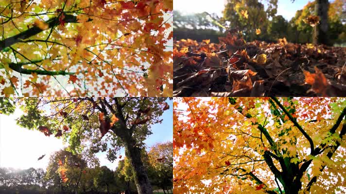 秋色，枫叶落叶，慢动作