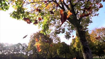 秋色，枫叶落叶，慢动作