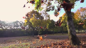 落叶，树叶落到地面，唯美慢动作