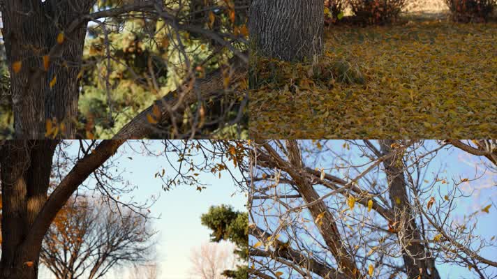 落叶，树叶落到地面，唯美慢动作