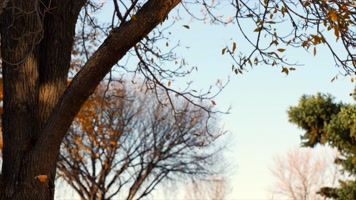 落叶，树叶落到地面，唯美慢动作