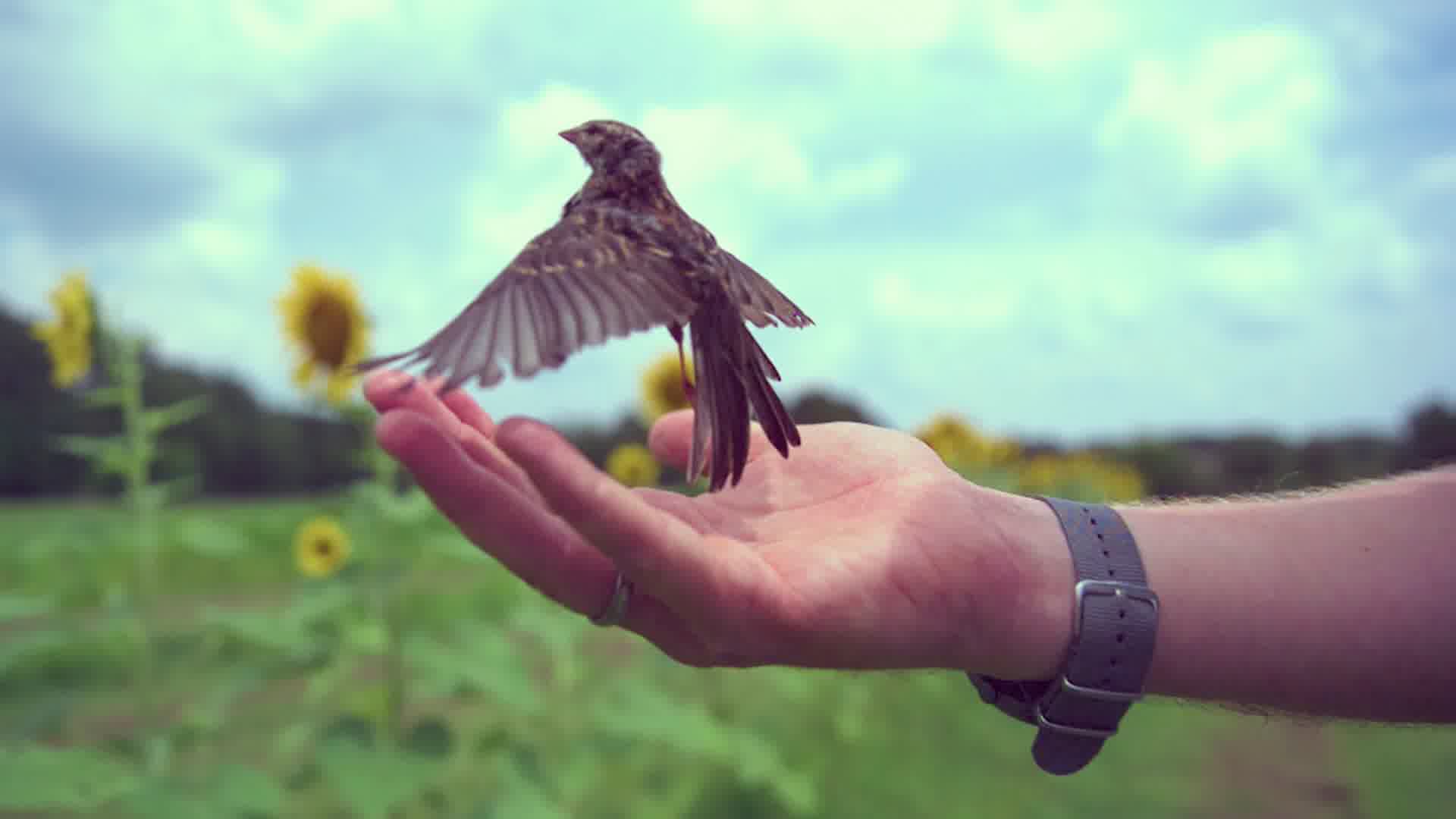 放生小鸟回归自然，保护鸟类公益广告