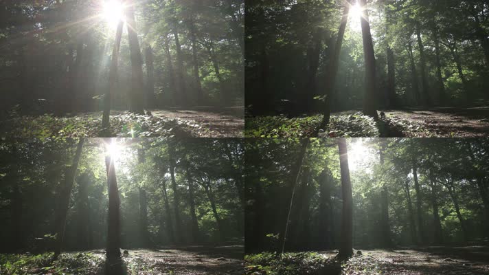 阳光森林，太阳光芒，森林公园