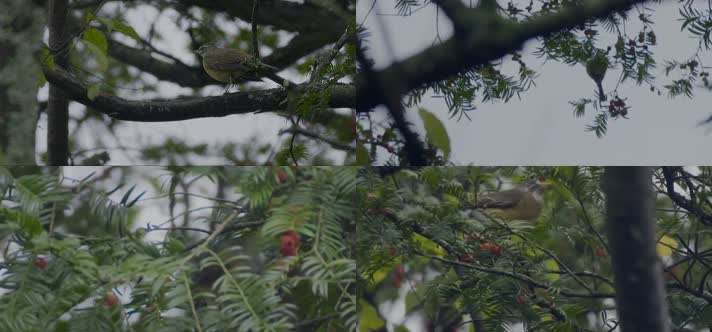 鸟儿在红豆杉树上觅食