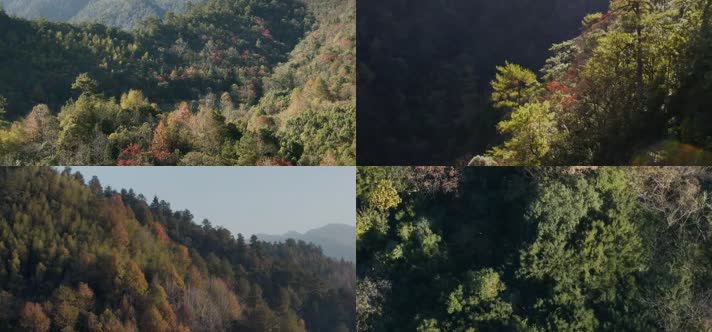 群山密林红叶