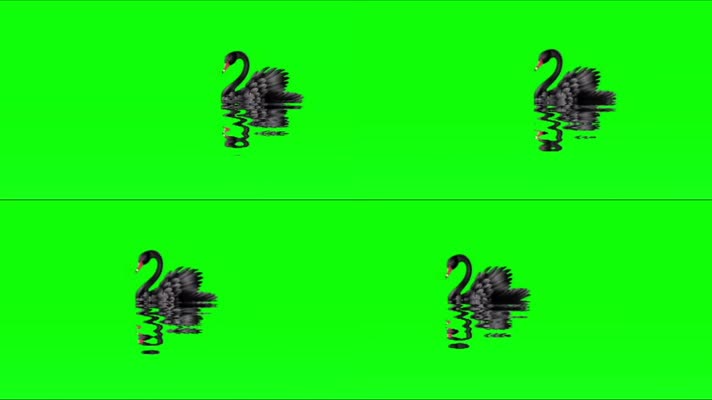 绿幕视频素材黑天鹅