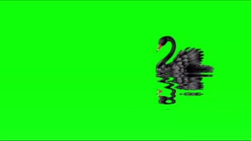 绿幕视频素材黑天鹅