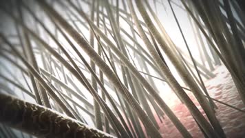 头发头皮护理 头发头皮护理