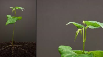 植物生长种子生长  植物生长种子生长