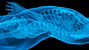 人体膀胱 人体膀胱