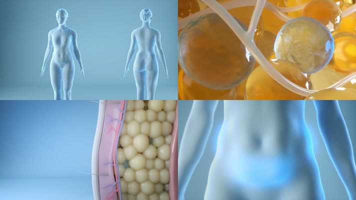 减肥瘦身三维动画