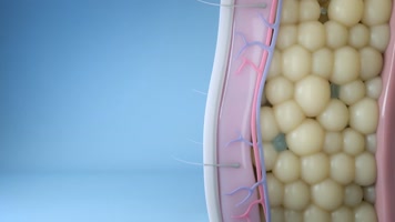 减肥瘦身三维动画 减肥瘦身三维动画