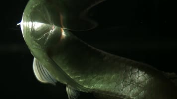 龙鱼跳跃 龙鱼跳跃