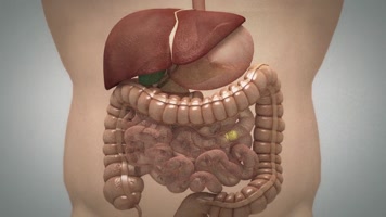 人体消化系统 人体消化系统